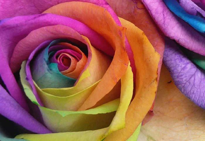 Multicolored flower