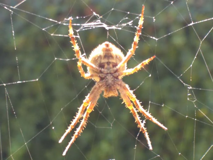 Spider on web